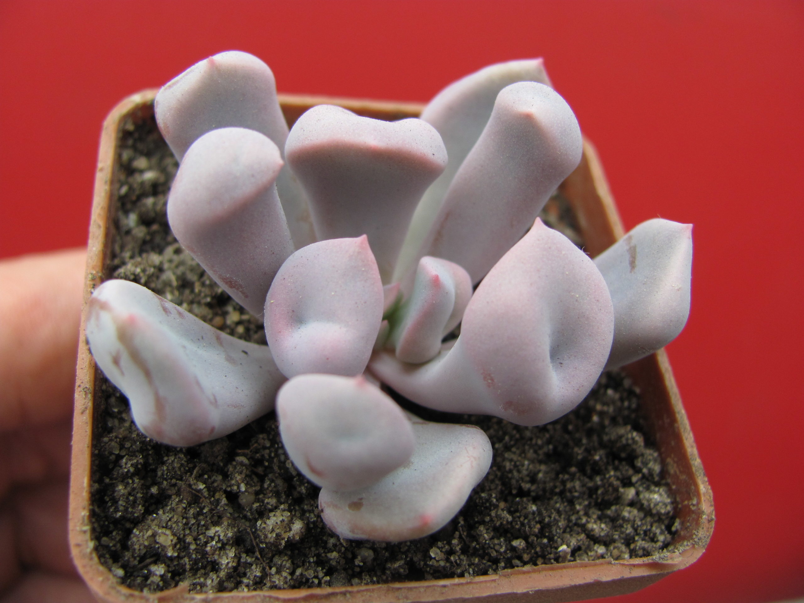 Echeveria Cupid