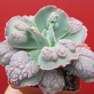 Echeveria Linguas