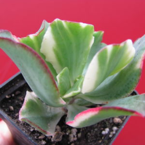 Crassula   Blue  Bird  variegata