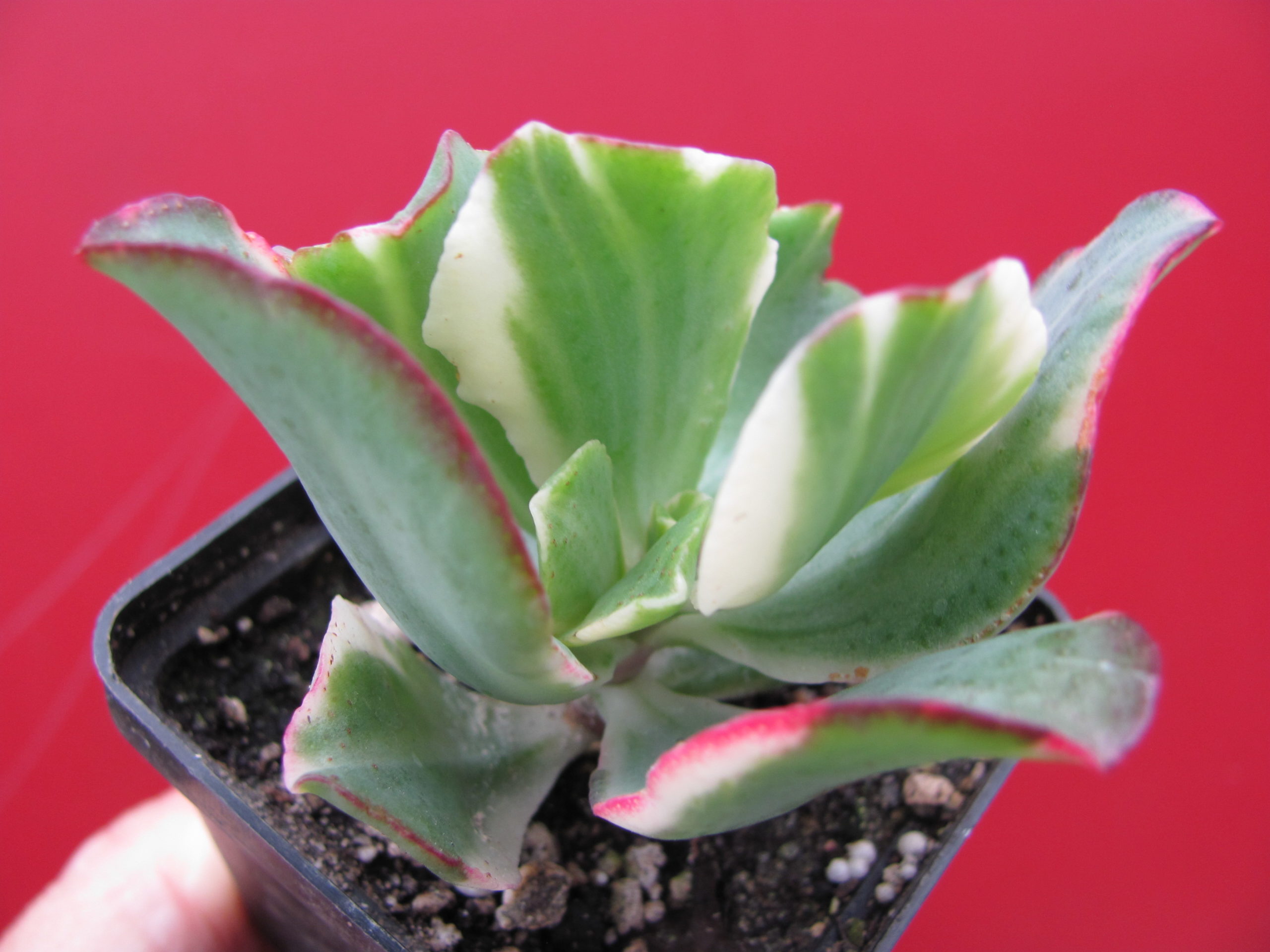 Crassula   Blue  Bird  variegata