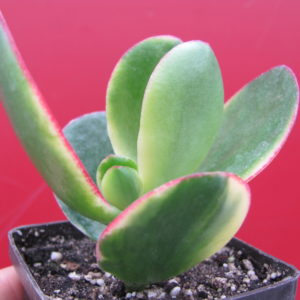 Crassula   *Maruba  Nishiki*  variegata