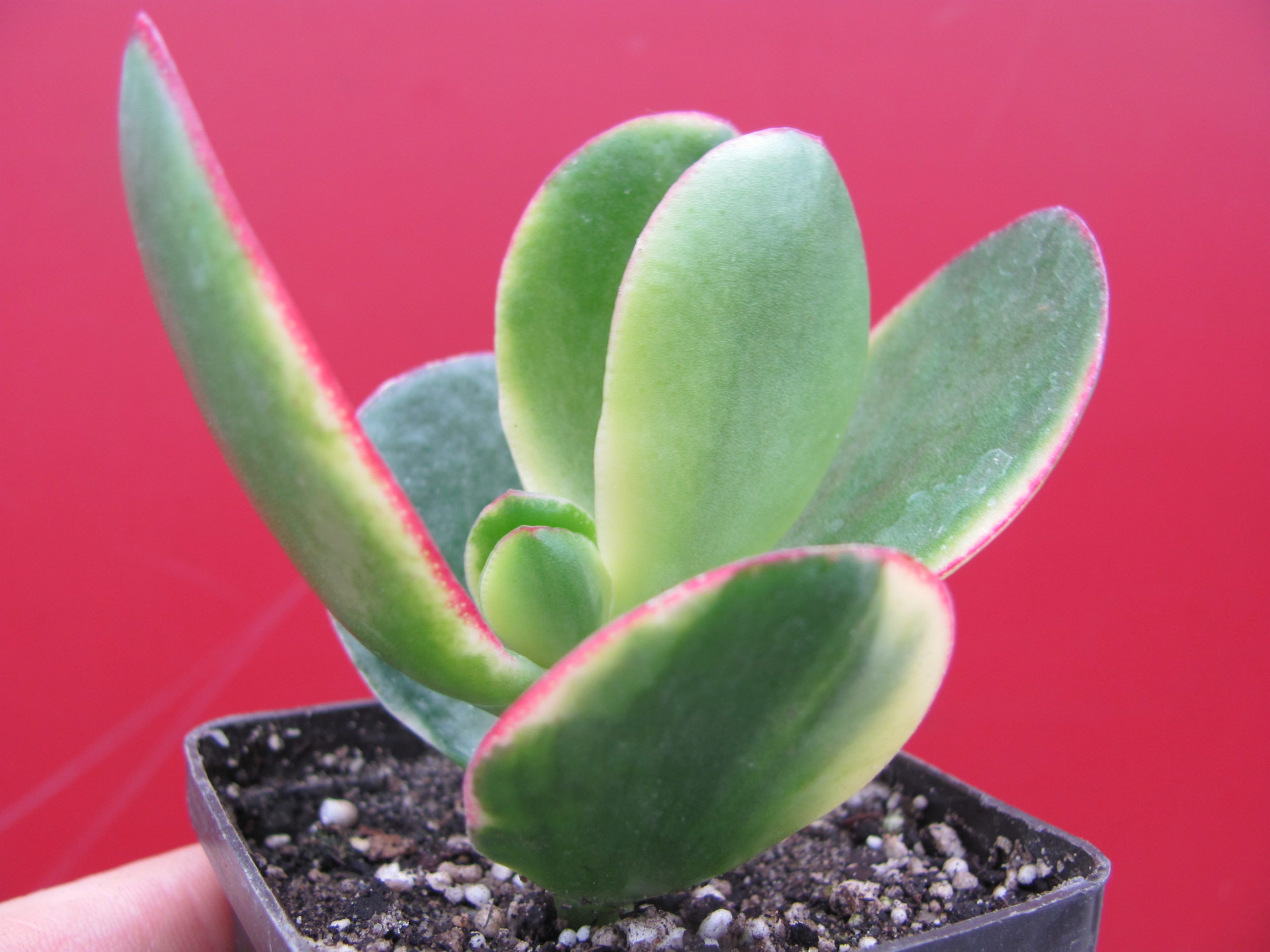 Crassula   *Maruba  Nishiki*  variegata