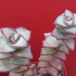 Crassula  perforata   *String of Buttons*