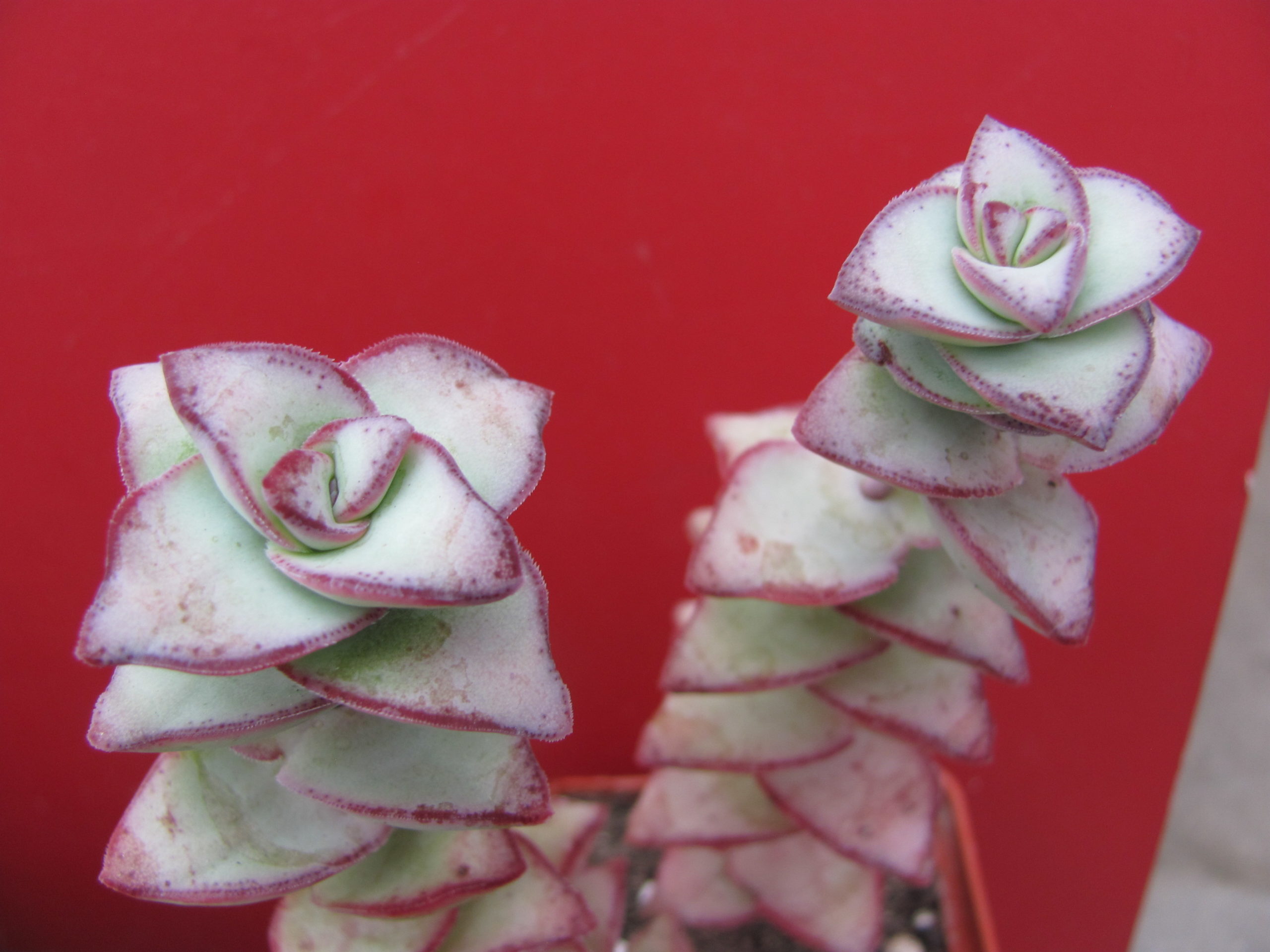 Crassula  perforata   *String of Buttons*