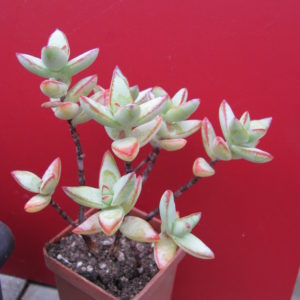 Crassula  perforata