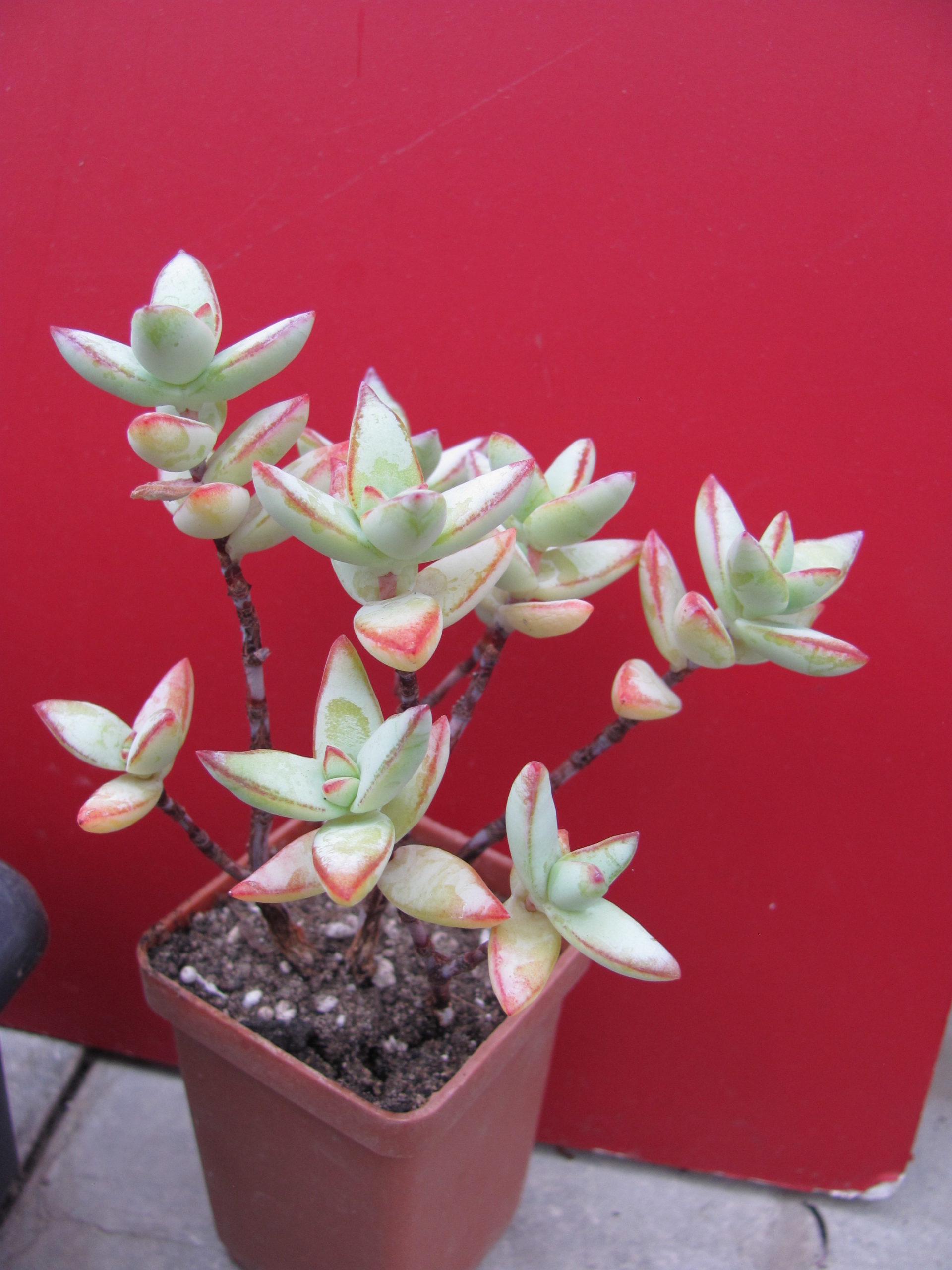 Crassula perforata