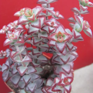 Crassula  perforata   *Aiboshi*