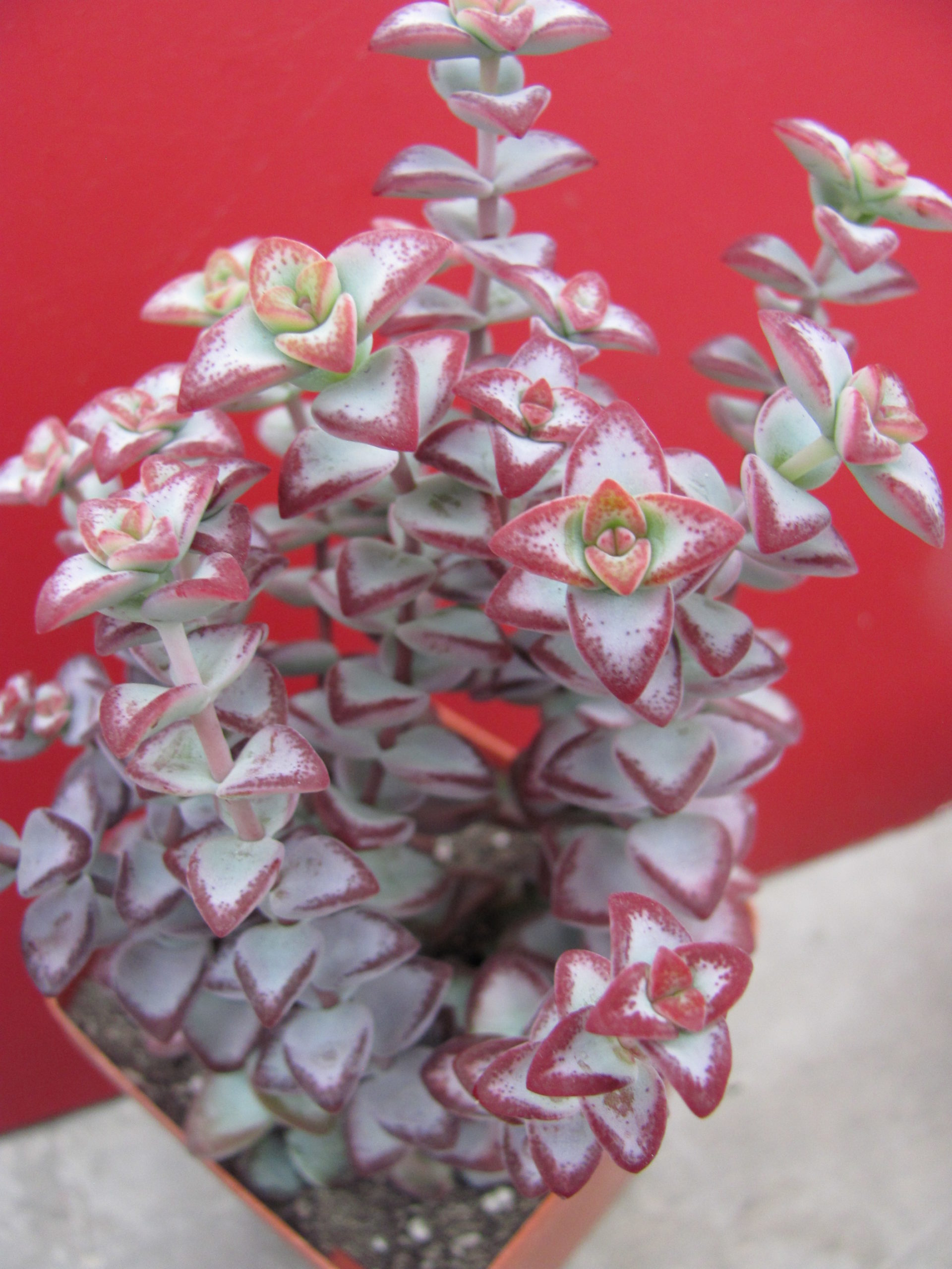 Crassula perforata *Aiboshi*