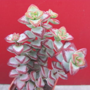 Crassula  perforata   *Aiboshi*