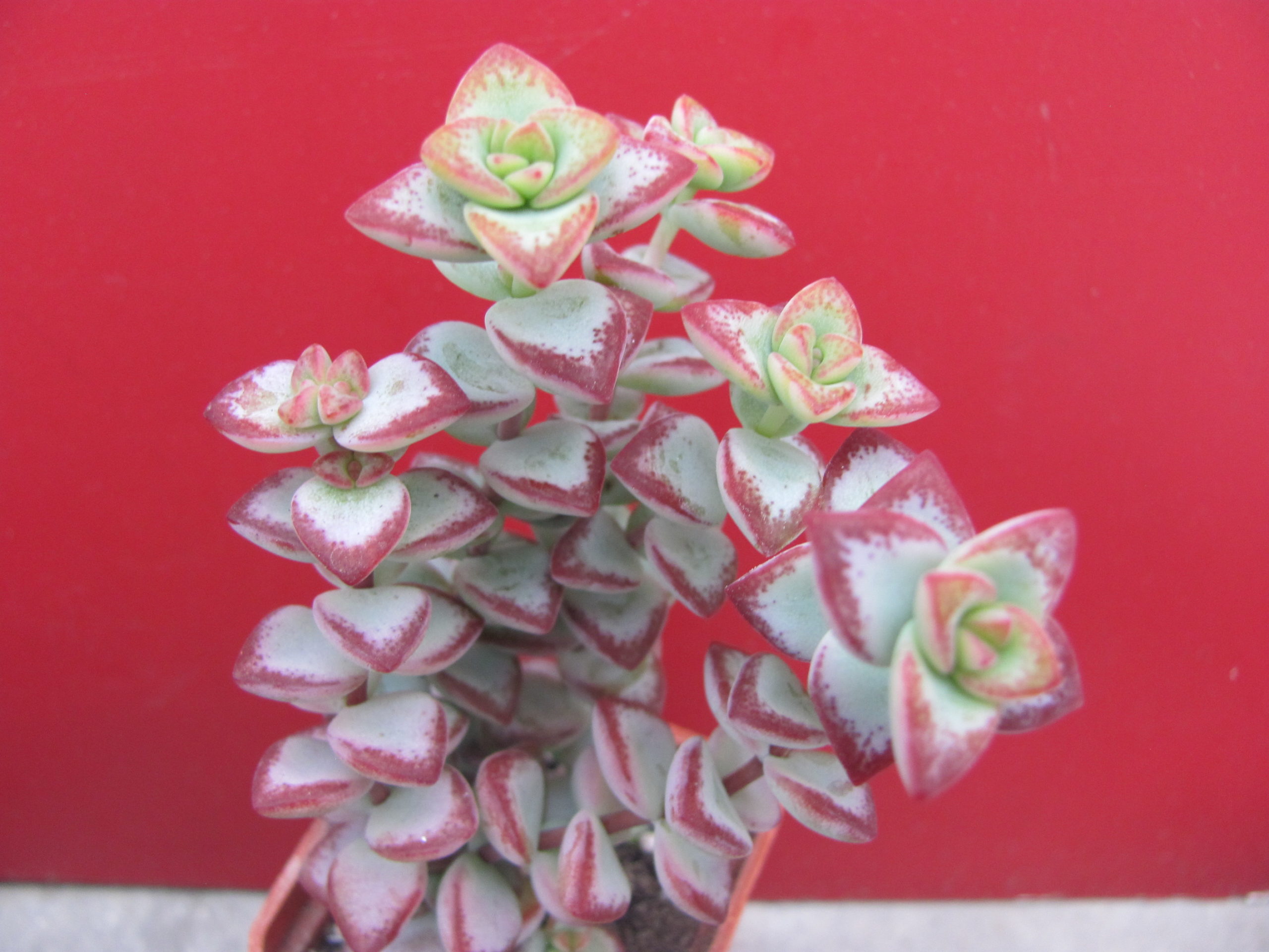 Crassula  perforata   *Aiboshi*