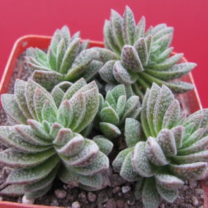 Crassula   Frosty
