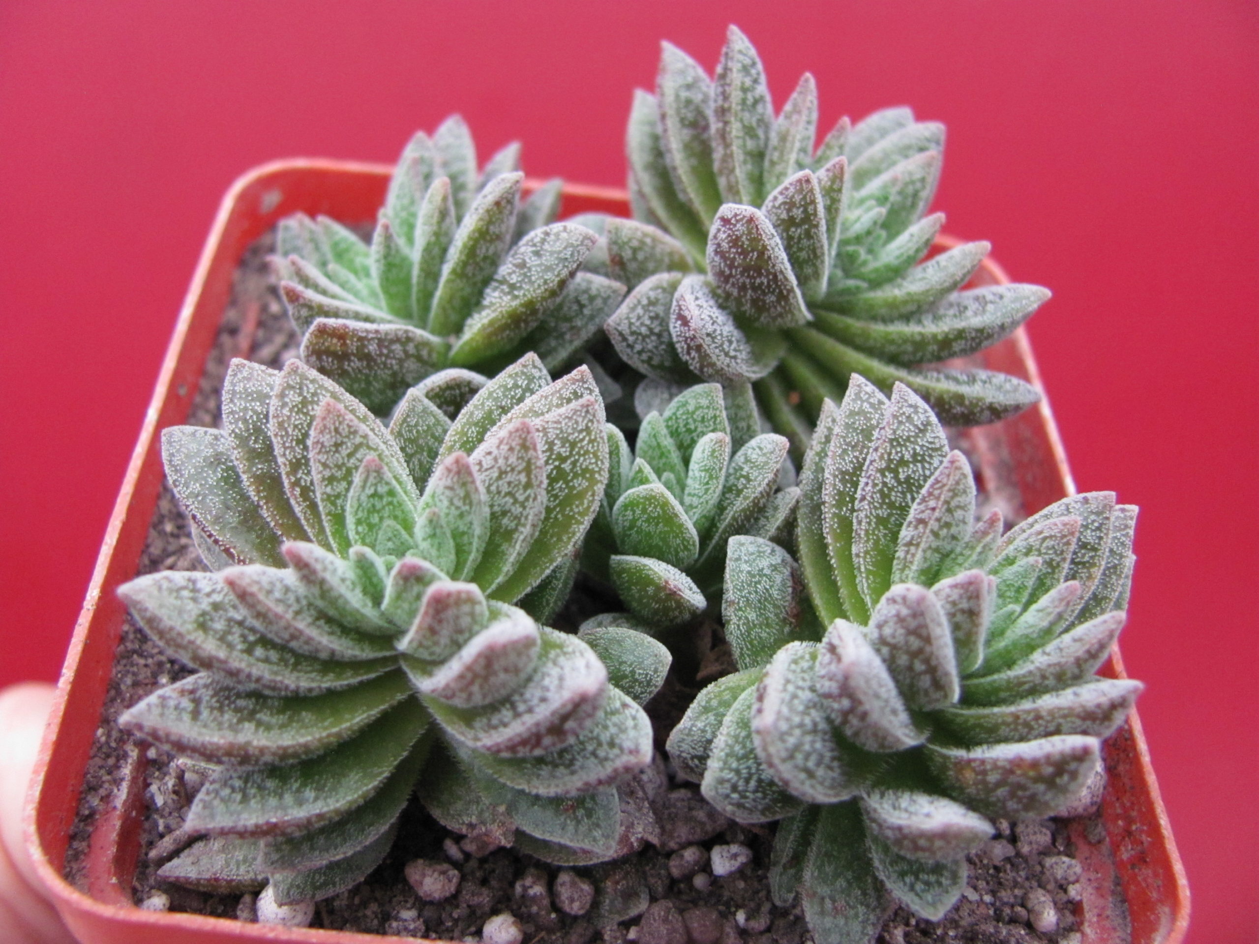 Crassula   Frosty