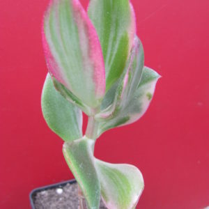 Crassula   ovata  variegata