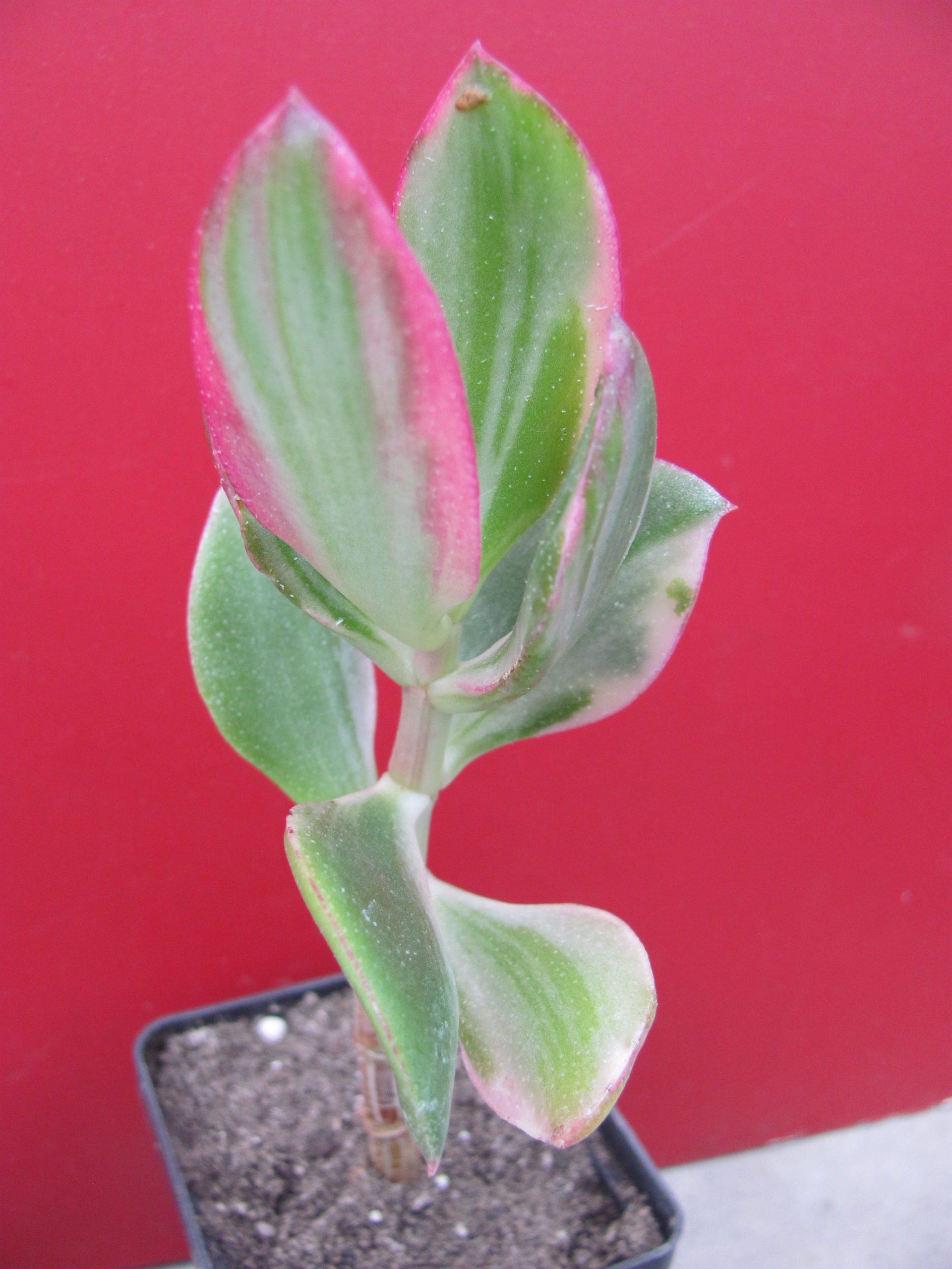 Crassula ovata variegata