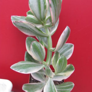 Crassula  ovata  variegata