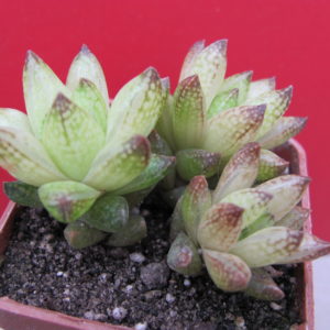 Haworthia    reticulata