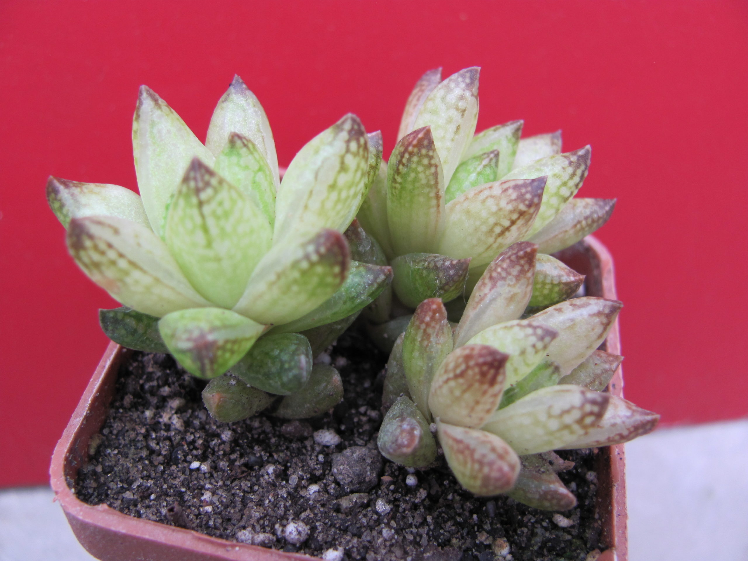 Haworthia    reticulata