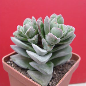 Crassula  coralita