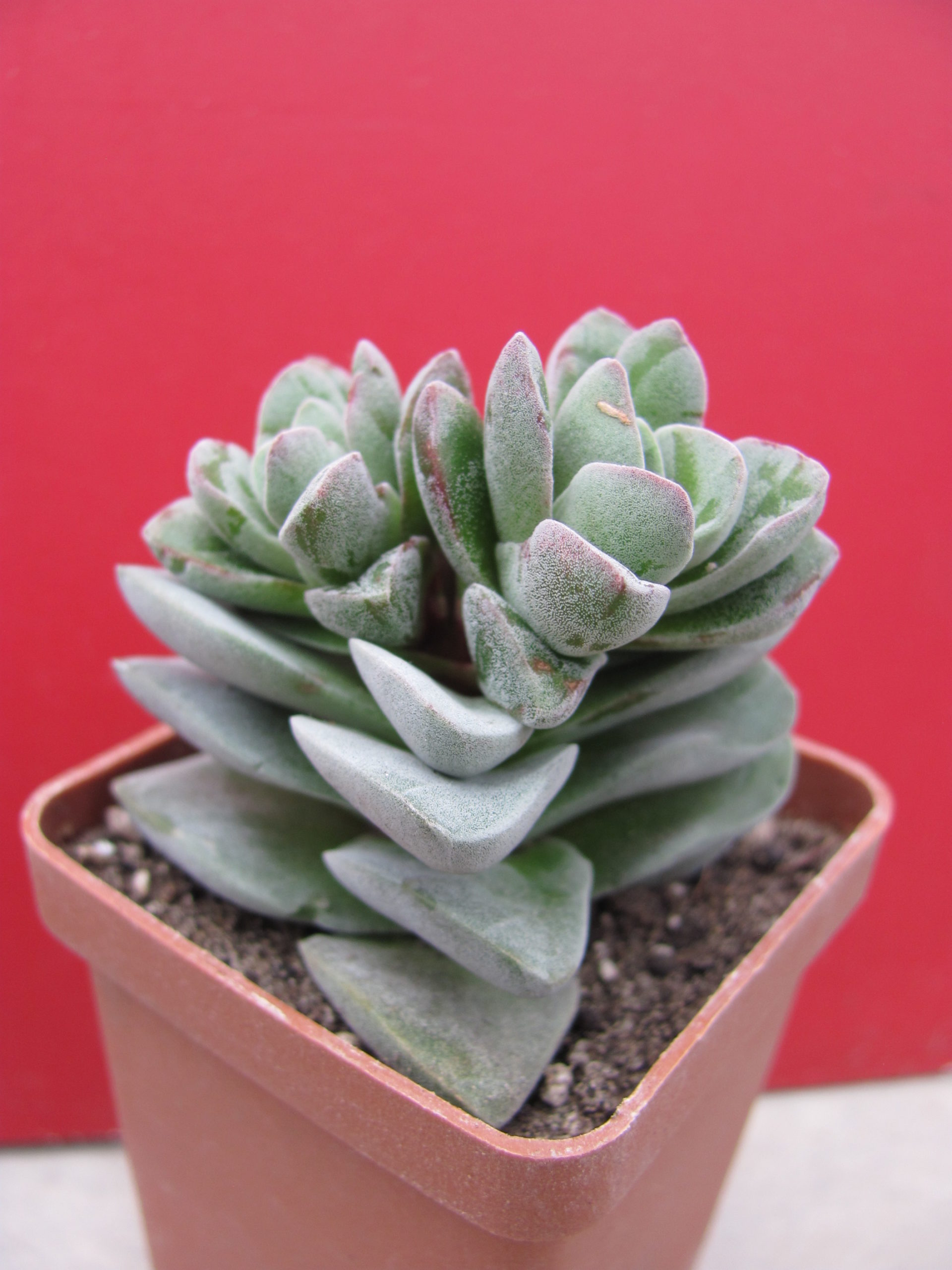 Crassula  coralita