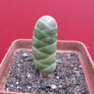 Crassula   barklyi