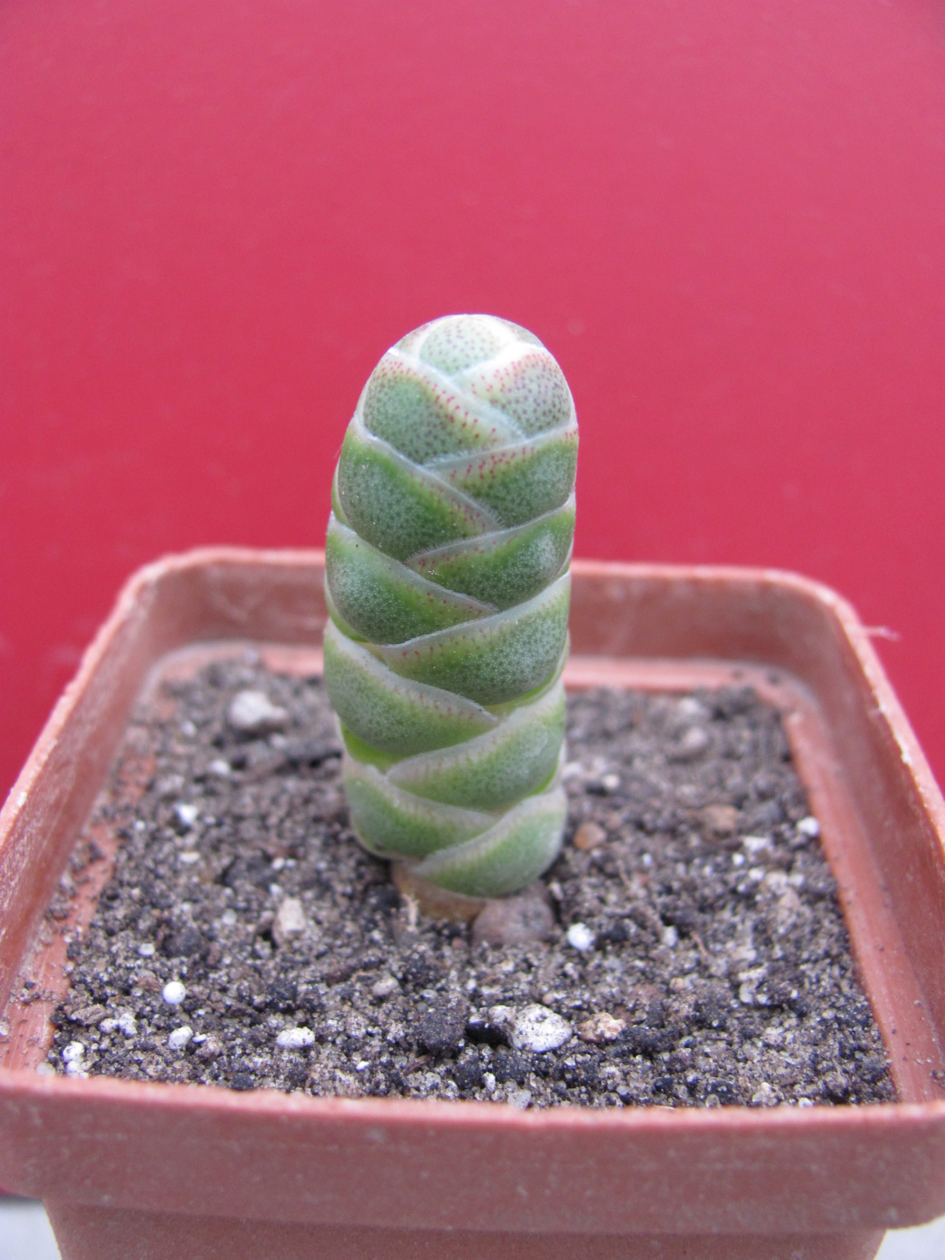 Crassula   barklyi