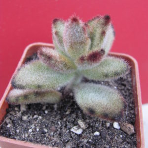 Kalanchoe  tomentosa  *Teddy Bear*