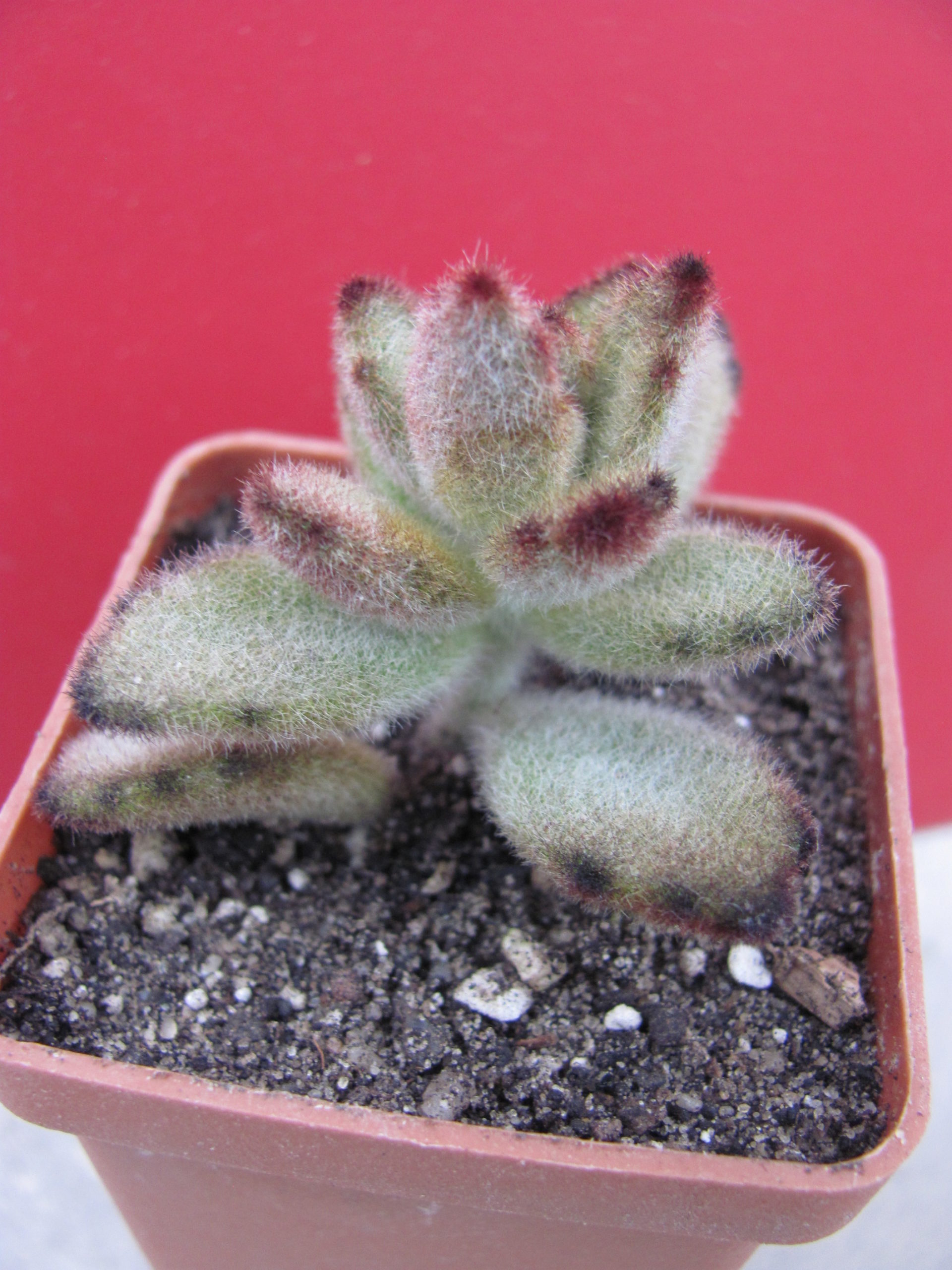 Kalanchoe  tomentosa  *Teddy Bear*