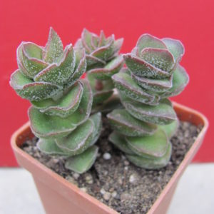 Crassula *Jade  Tower*