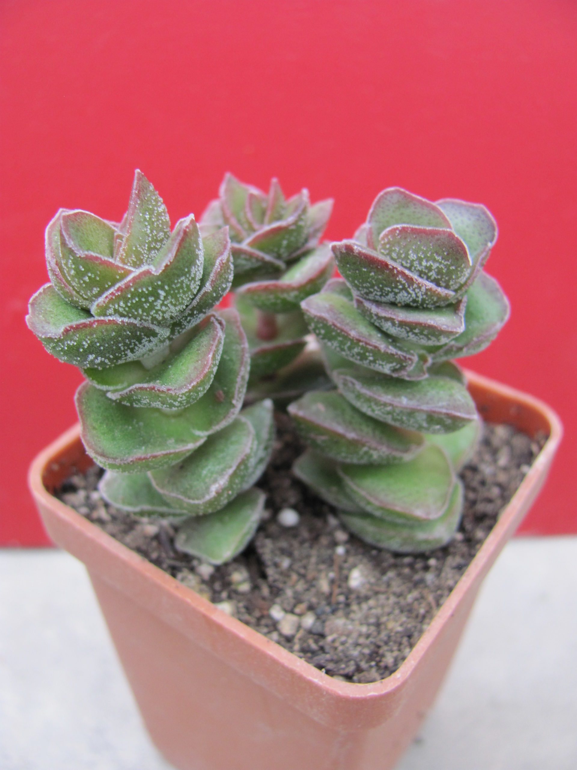 Crassula *Jade Tower*