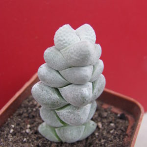 Crassula deceptor  hybr.