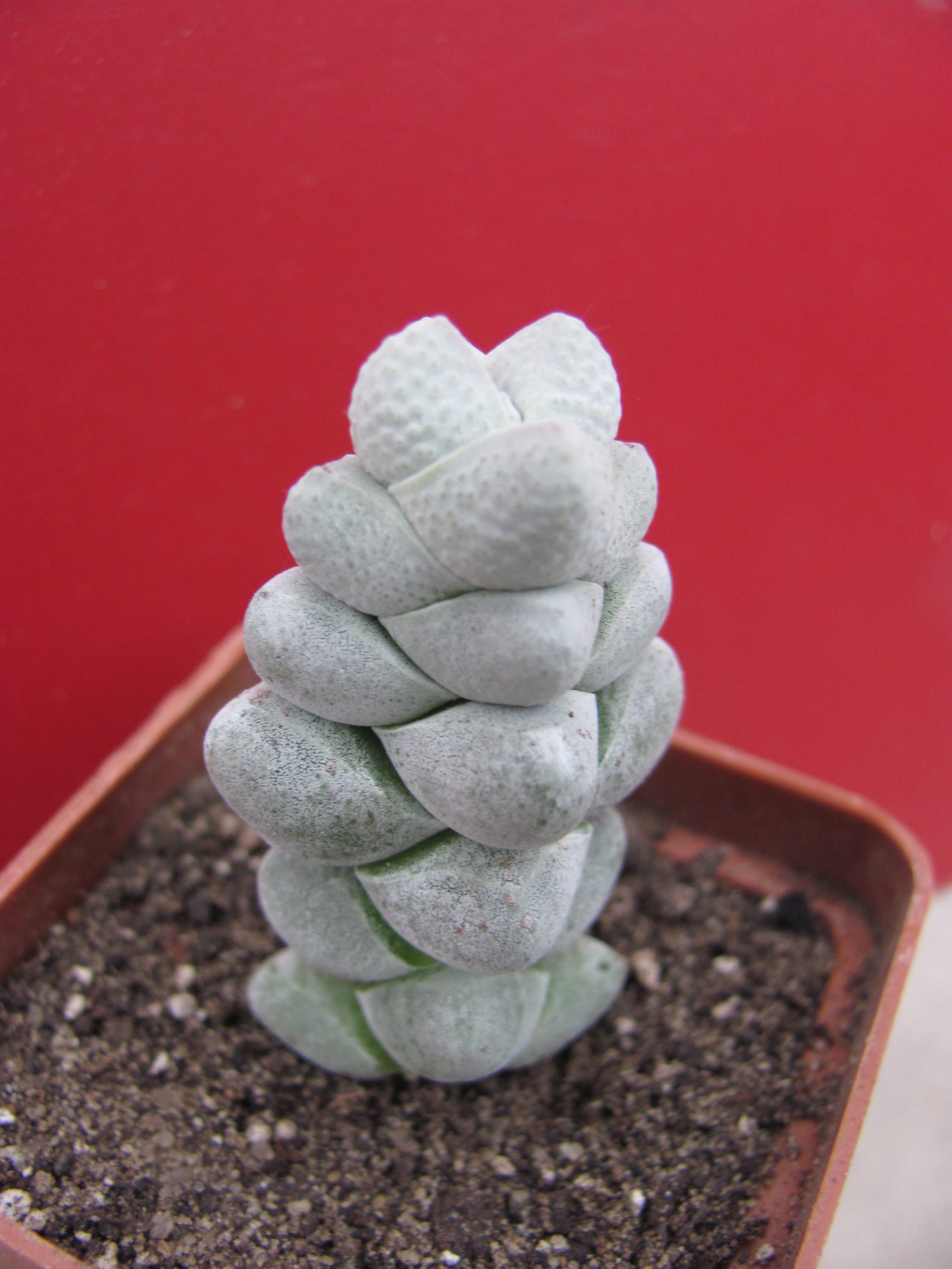 Crassula deceptor  hybr.