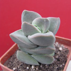 Crassula moonglow