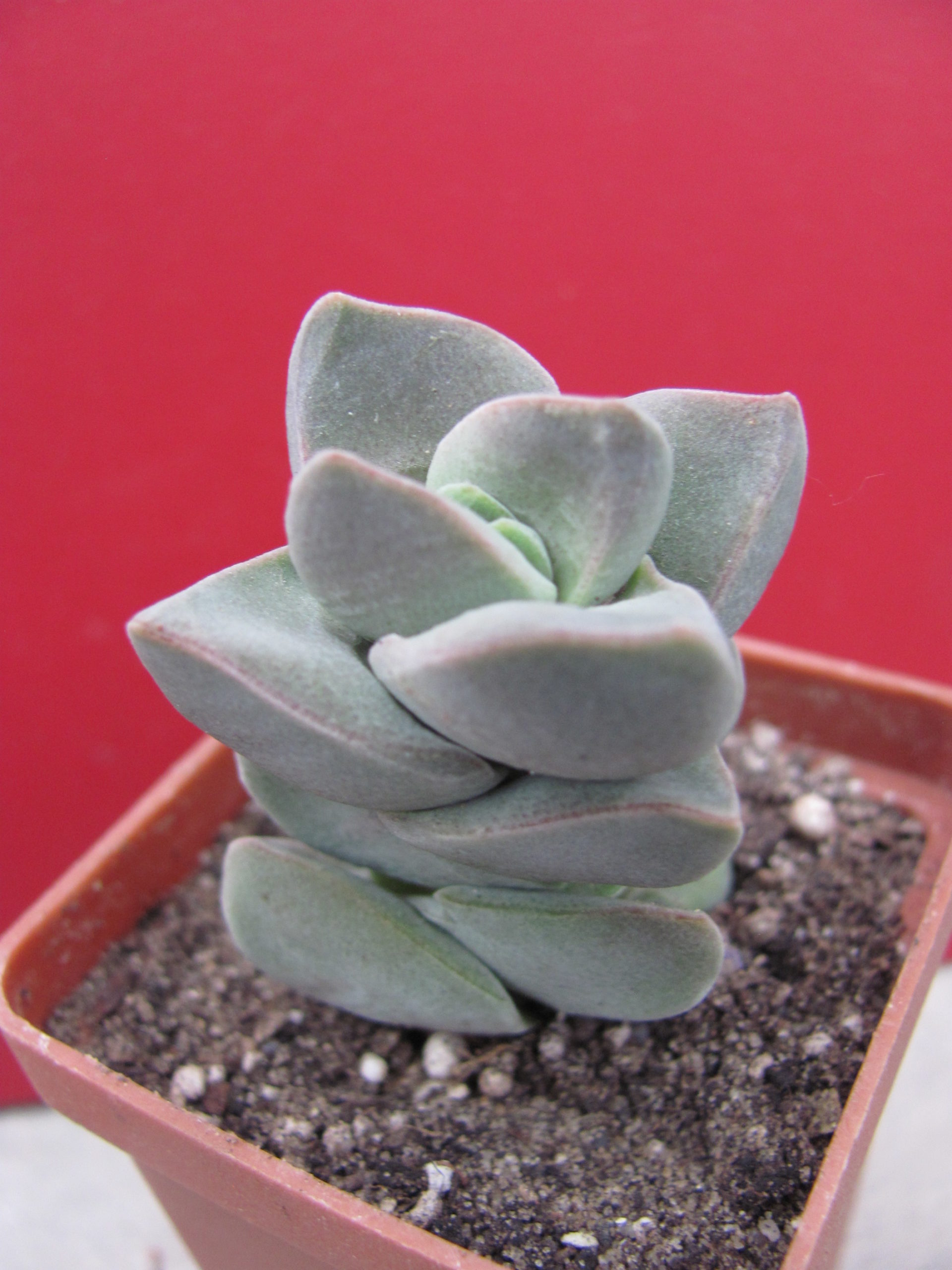 Crassula moonglow