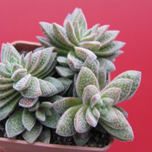 Crassula   Frosty