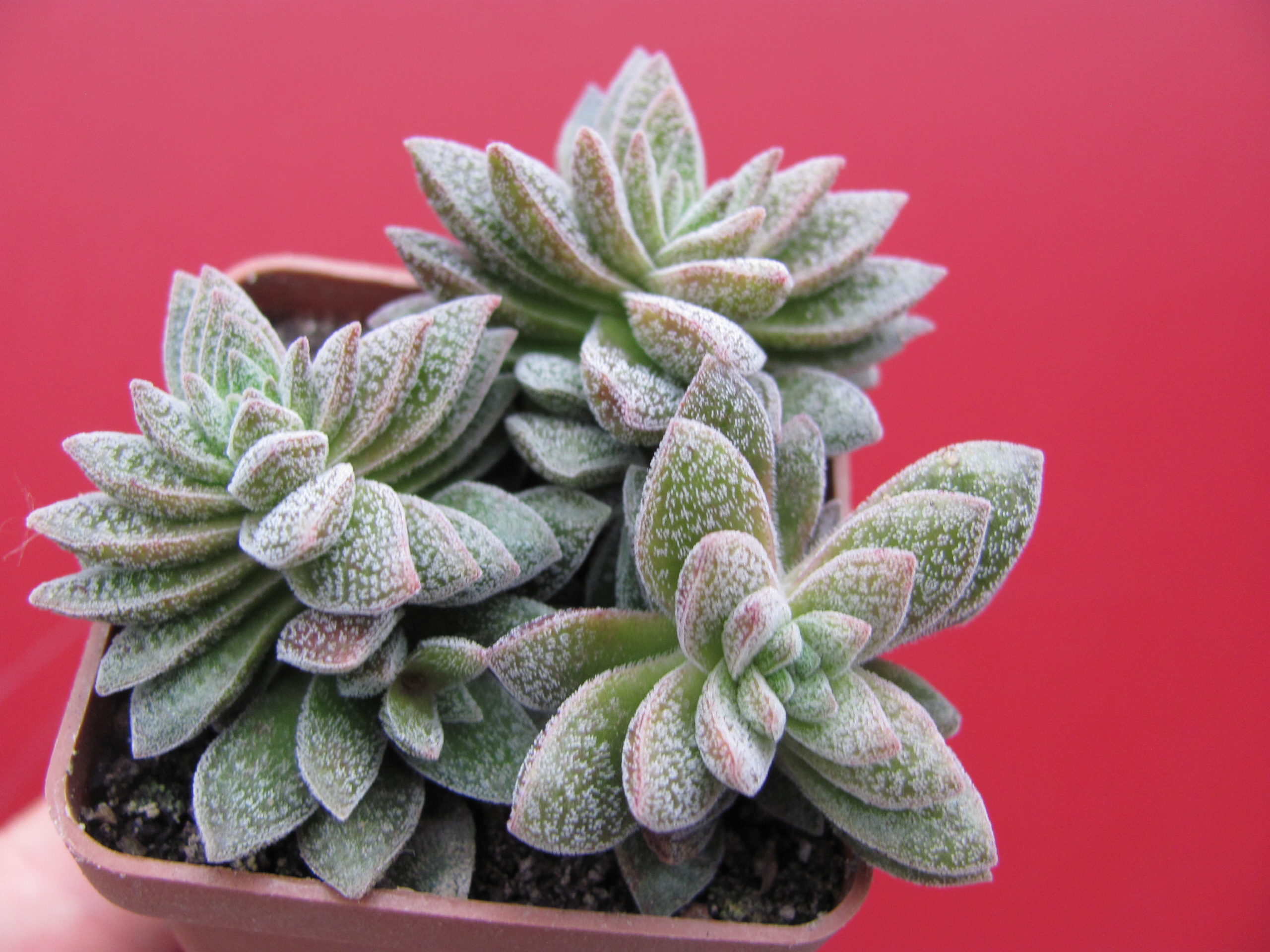 Crassula Frosty