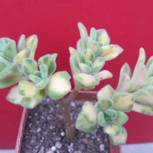 Aeonium  lindleyi  variegata