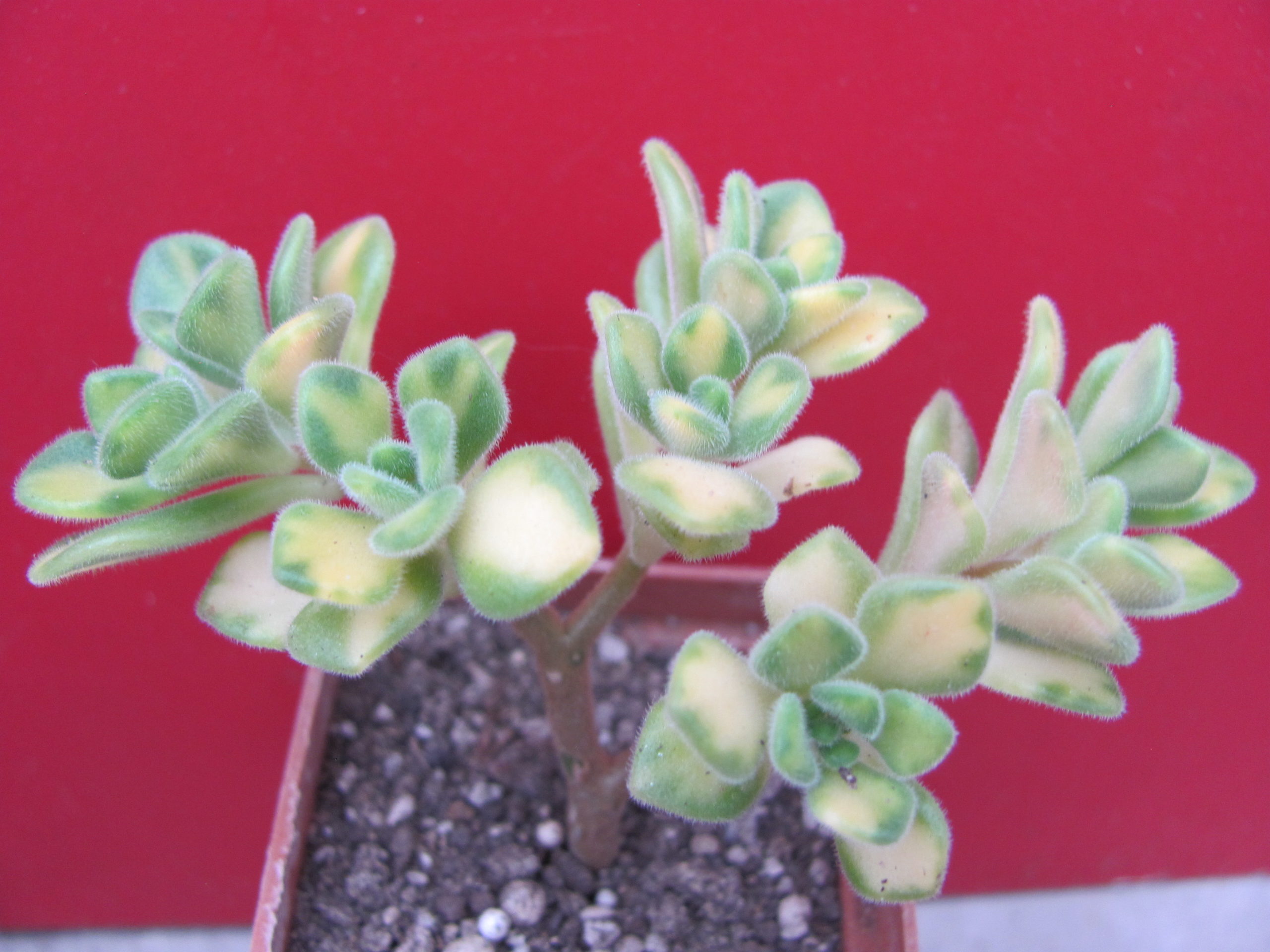 Aeonium lindleyi variegata