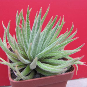 Crassula   hirta   *Mossel Bay*