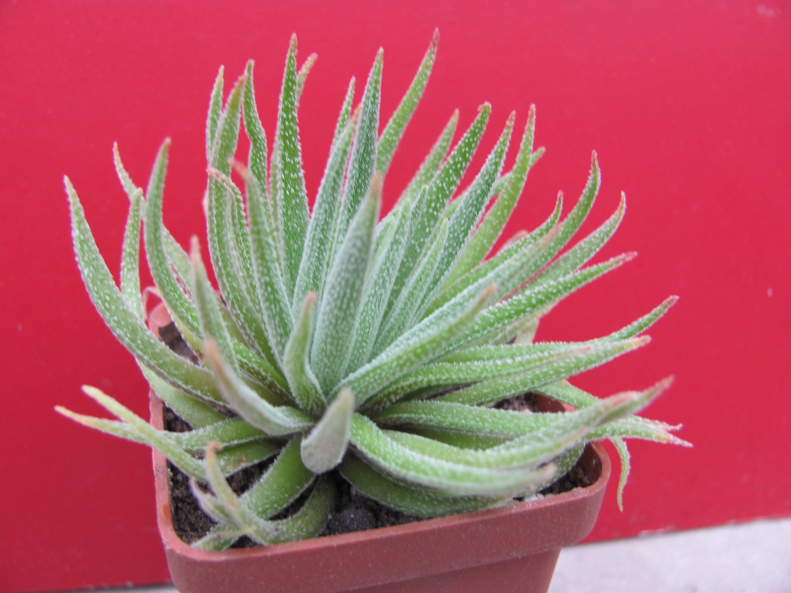 Crassula   hirta   *Mossel Bay*