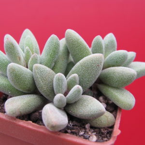 Crassula  namaguensis