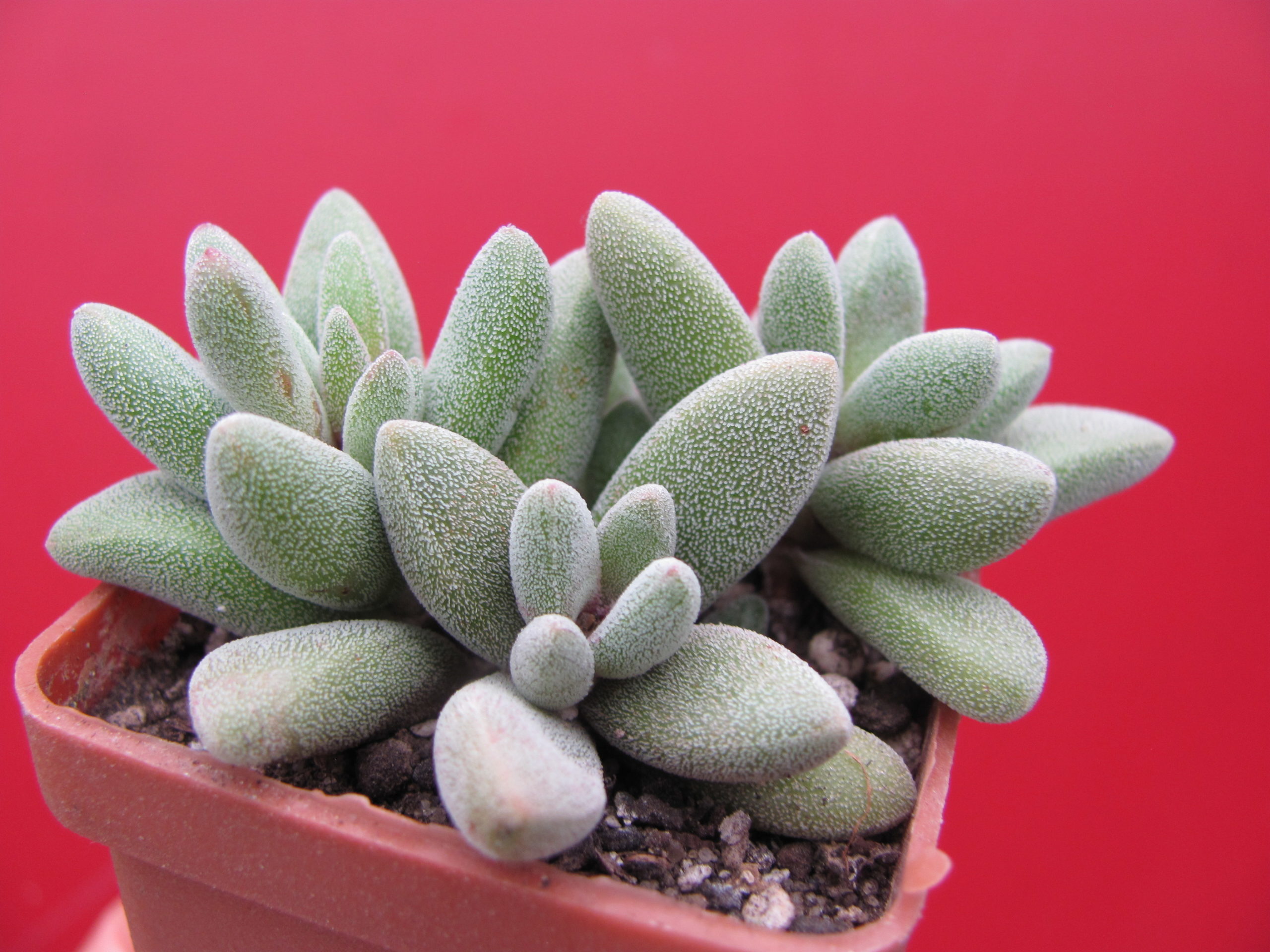 Crassula namaguensis