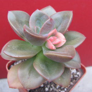 Echeveria  Chroma