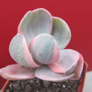 Echeveria    Metallica  Decora