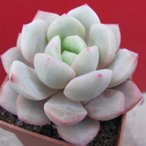 Echeveria   *Jelly  Jem*