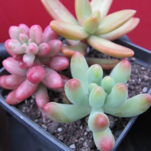 Sedum     3 разом