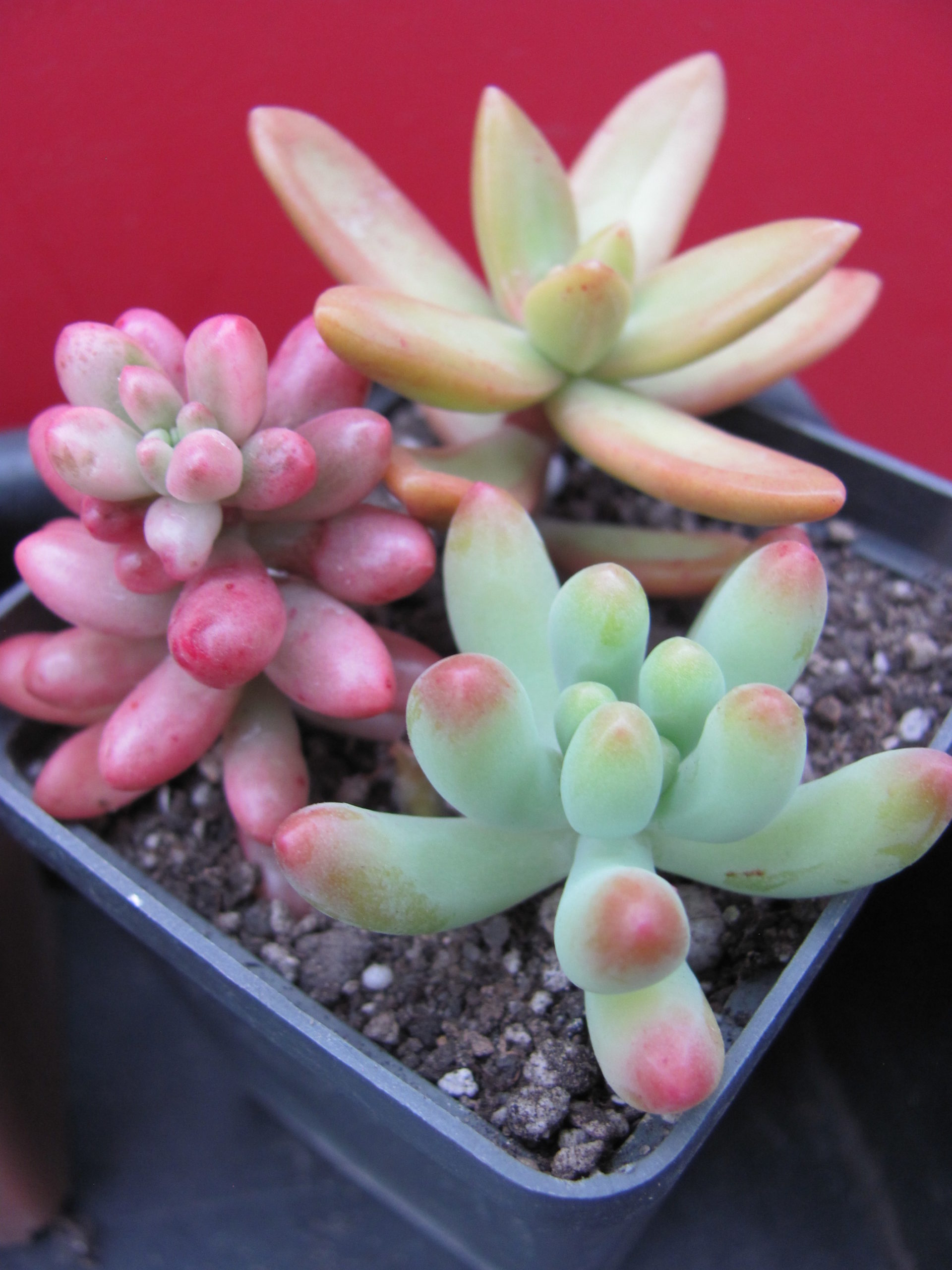 Sedum     3 разом