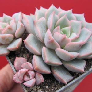 Echeveria  hybr.     #29