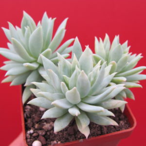 Dudleya  farinosa   3 разом