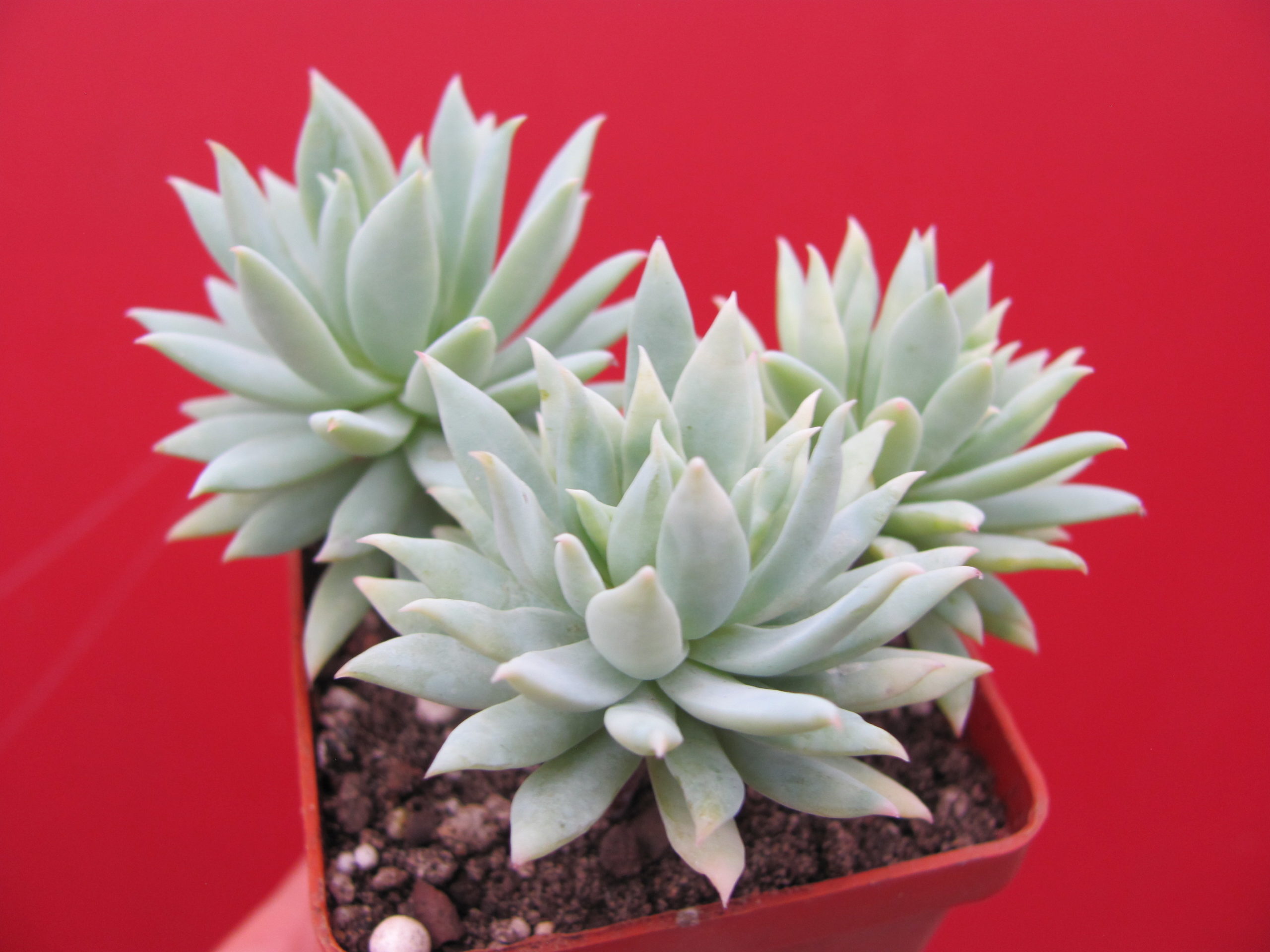 Dudleya  farinosa   3 разом