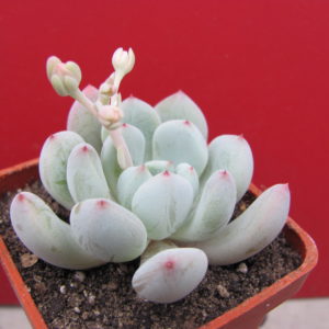Echeveria   Viant